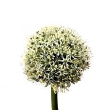 Allium - White Giant